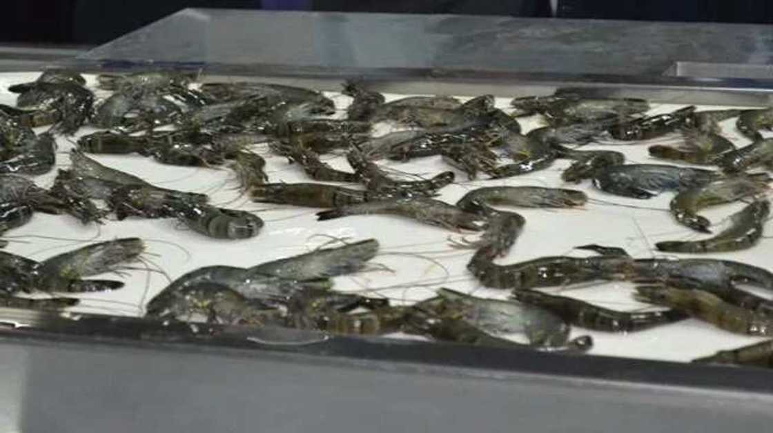 Atlantic Shrimpers Ltd unveils largest shrimp farm in Sub-Saharan Africa Atlantic Shrimpers Ltd unveils largest shrimp farm in Sub-Saharan Africa