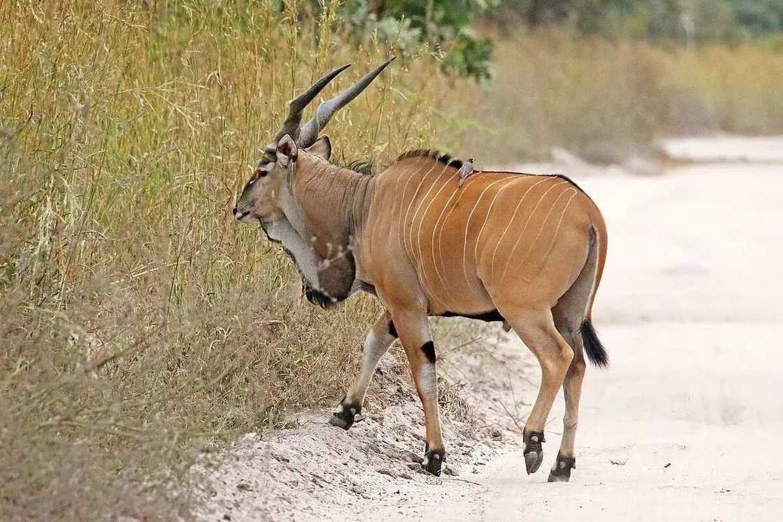 11. Eland