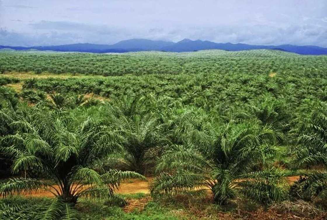 Forests in Nigeria