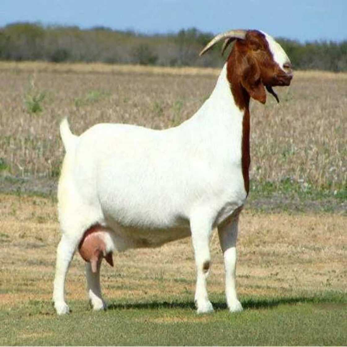 Boer goat Boer goat