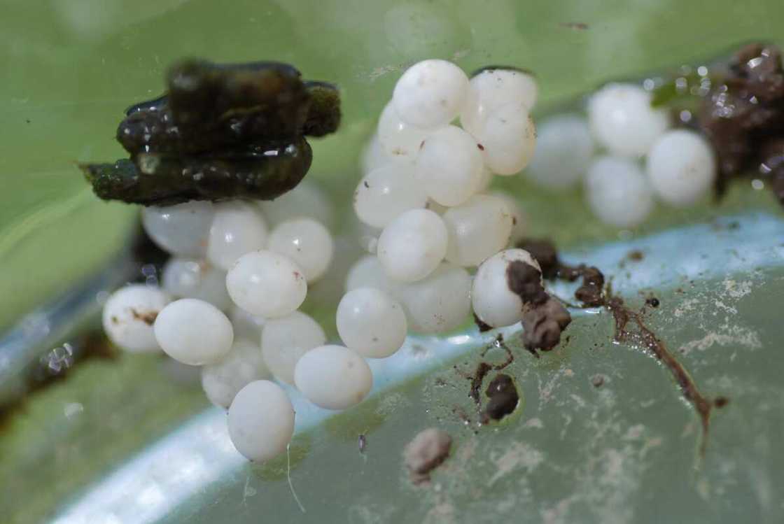 take care of snail eggs take care of snail eggs