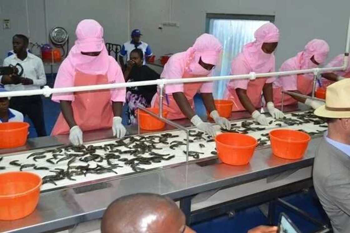 Atlantic Shrimpers Ltd unveils largest shrimp farm in Sub-Saharan Africa Atlantic Shrimpers Ltd unveils largest shrimp farm in Sub-Saharan Africa