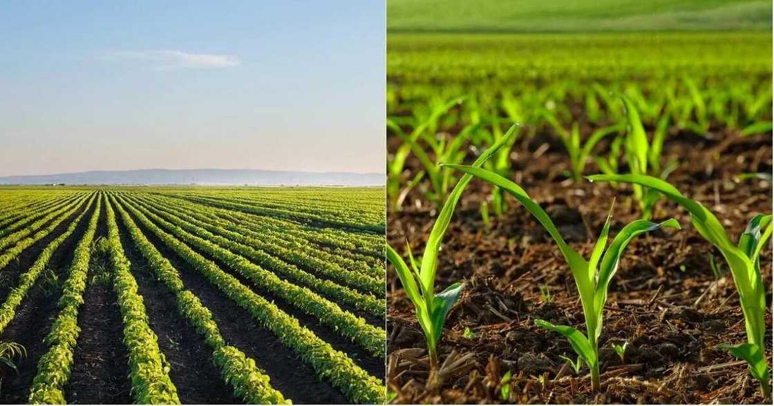 agriculture agriculture