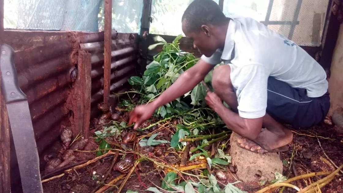 Snail farming equipment in the room