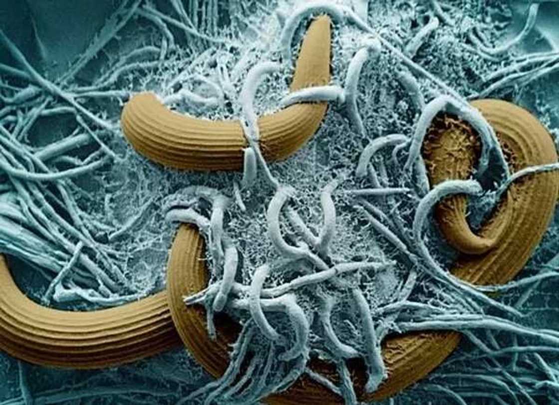 Killing nematodes Killing nematodes