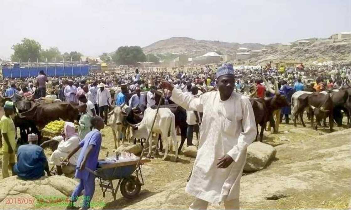 5 cheapest cattle markets in Nigeria