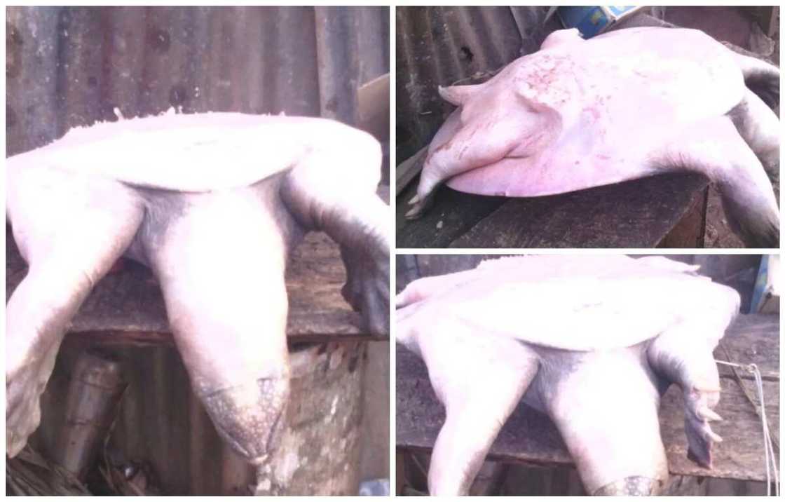 Giant sea creature Giant sea creature