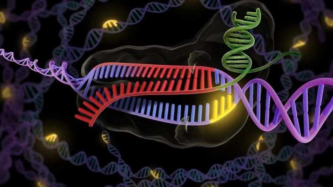 Genotype Types