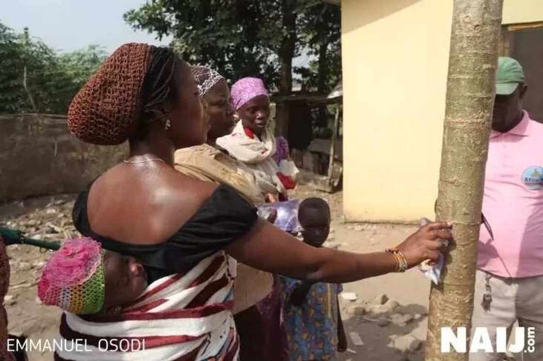 Sunan Allah ya bayyana a jikin bishiyar zogale Sunan Allah ya bayyana a jikin bishiyar zogale