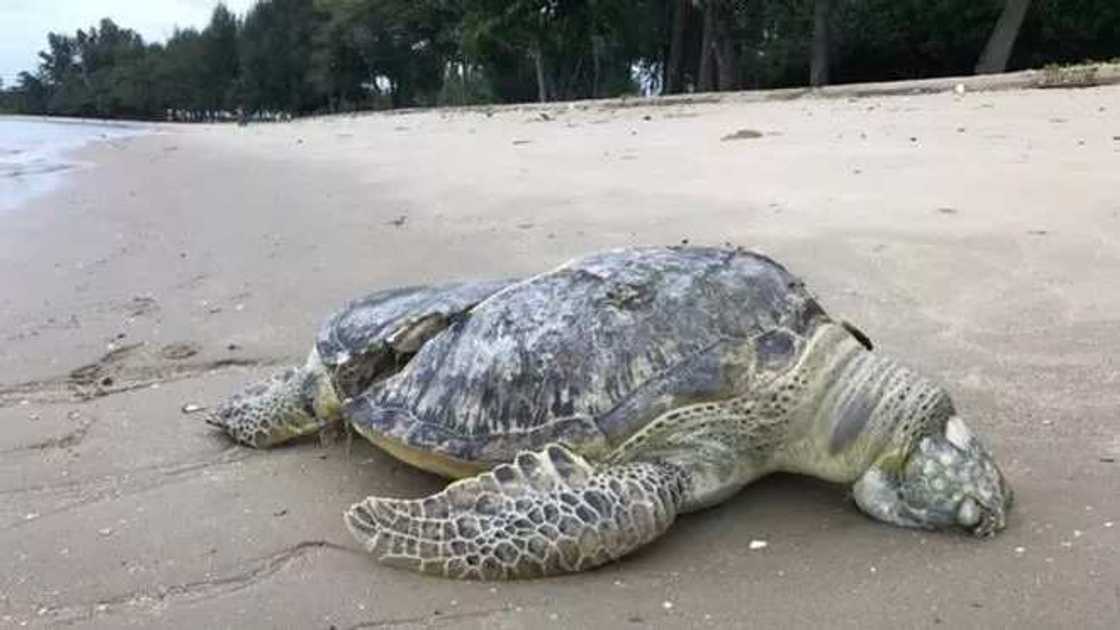 Photos: Rare breed gigiantic turtle found dead at beach Photos: Rare breed gigiantic turtle found dead at beach