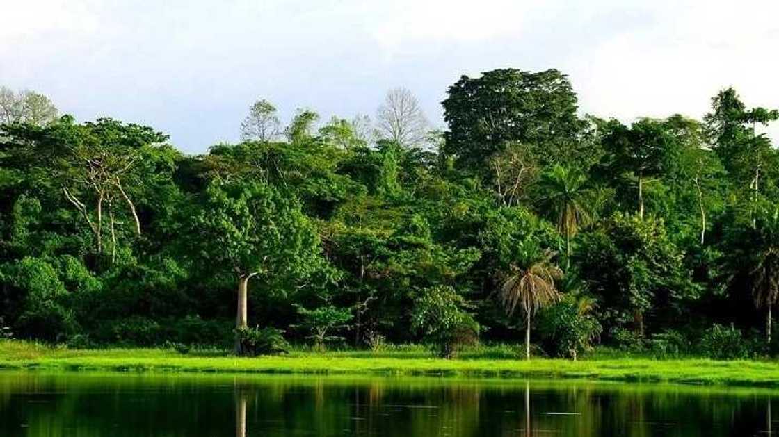 History of Forest Reserve in Nigeria History of Forest Reserve in Nigeria
