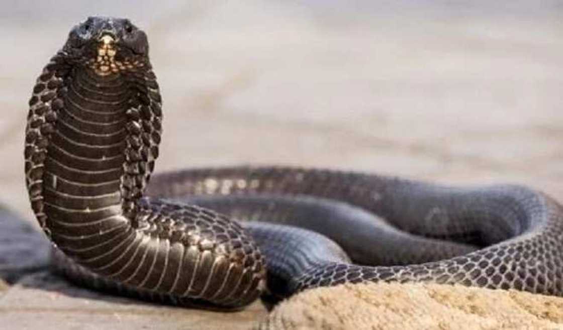 Daga karshe! Gwamnatin Tarayya ta samar da maganin cizon maciji Daga karshe! Gwamnatin Tarayya ta samar da maganin cizon maciji