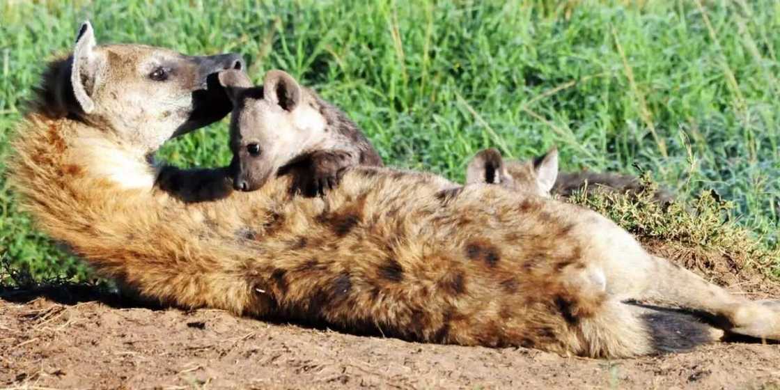 Female Hyena Female Hyena