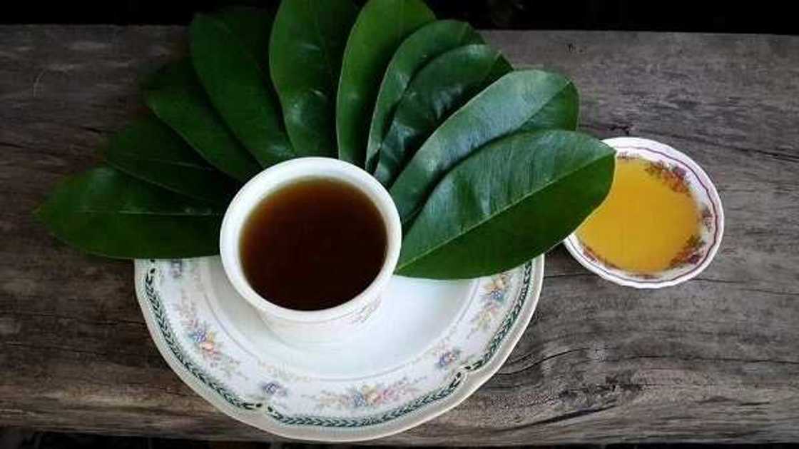 soursop leaves tea and honey soursop leaves tea and honey