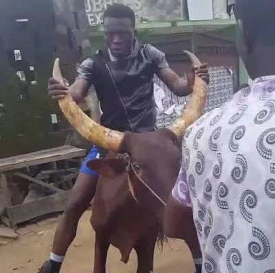 Comedian Akpororo Rides On A Cow Comedian Akpororo Rides On A Cow