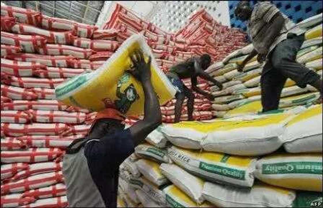 Traders from Chad, Cameroon and Niger rush to Kebbi for rice Traders from Chad, Cameroon and Niger rush to Kebbi for rice