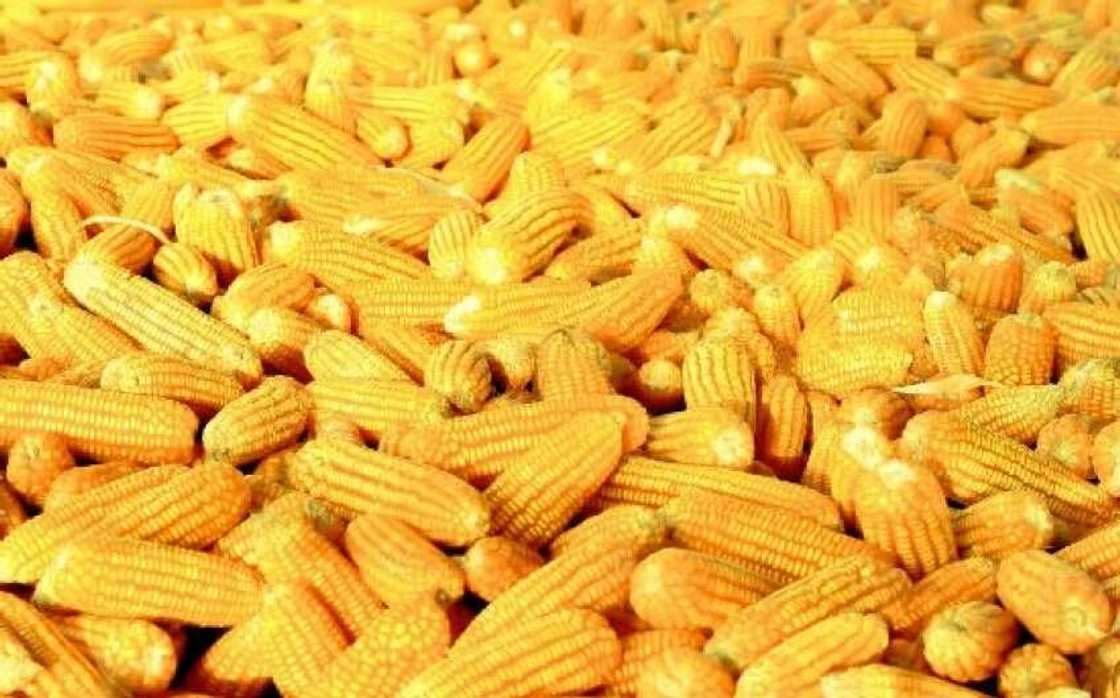 Maize