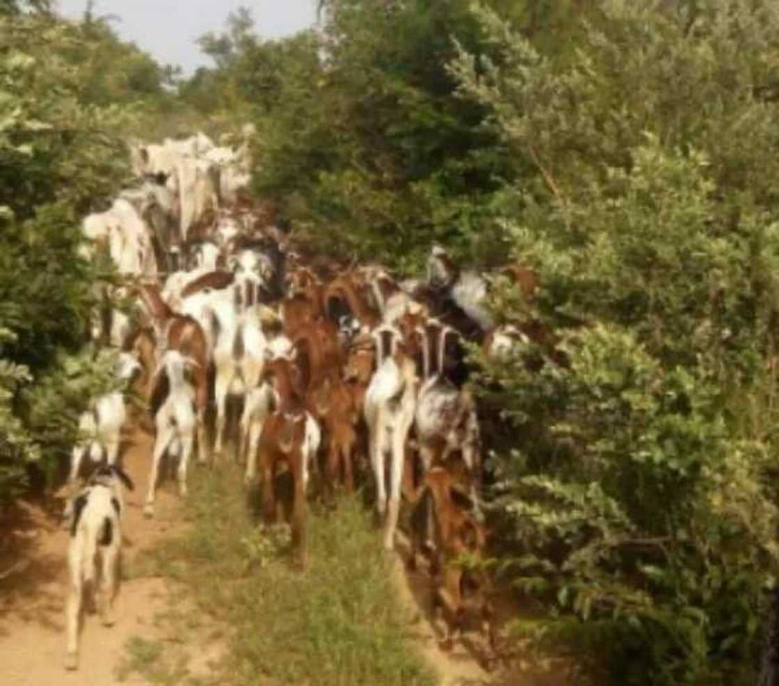 Nigerian troops successfully raids dreaded forest in Zamfara