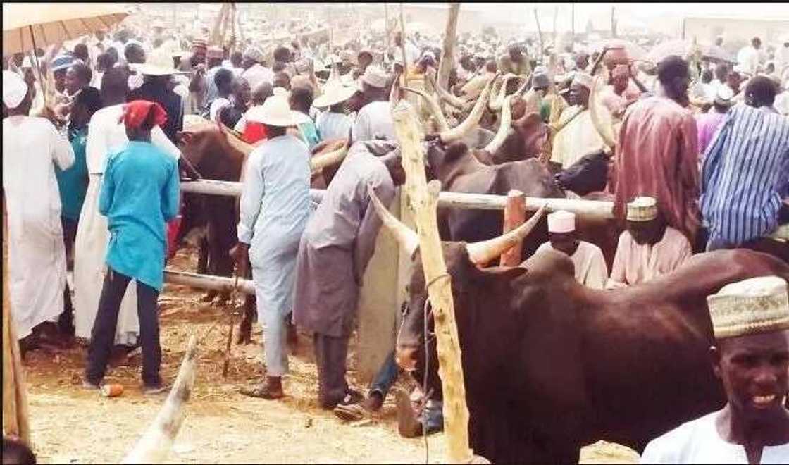 5 cheapest cattle markets in Nigeria 5 cheapest cattle markets in Nigeria