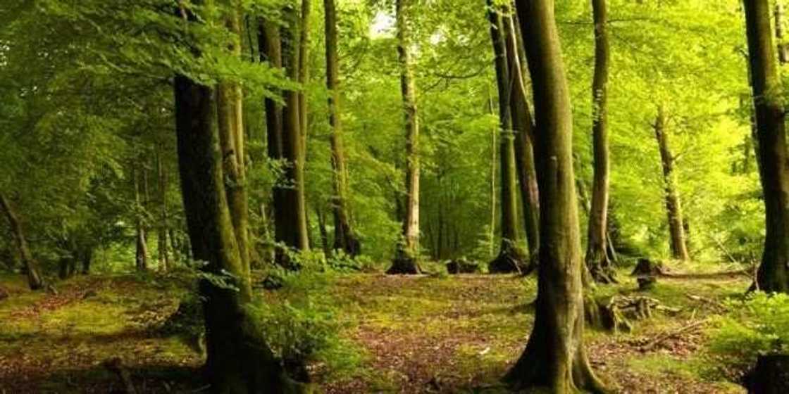 Harm to the vegetation and animal world Harm to the vegetation and animal world