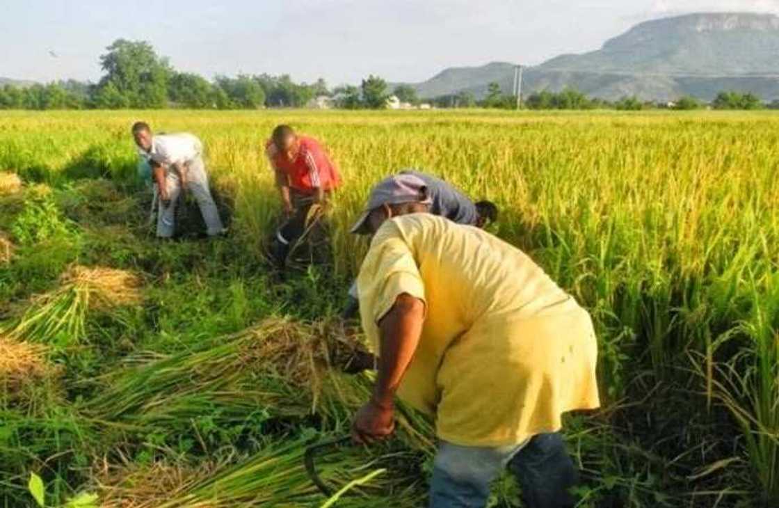 Chose right rice for your State Chose right rice for your State