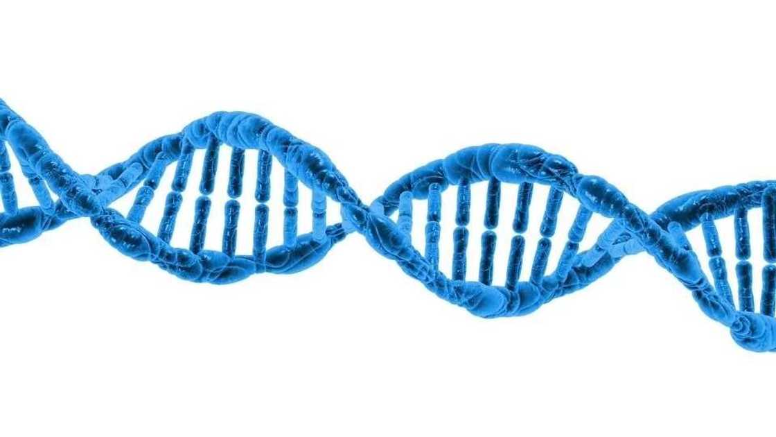 DNA test DNA test