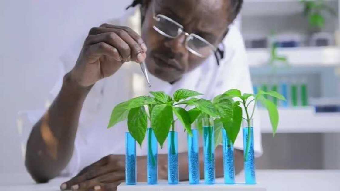 science and bitter leaf juice science and bitter leaf juice