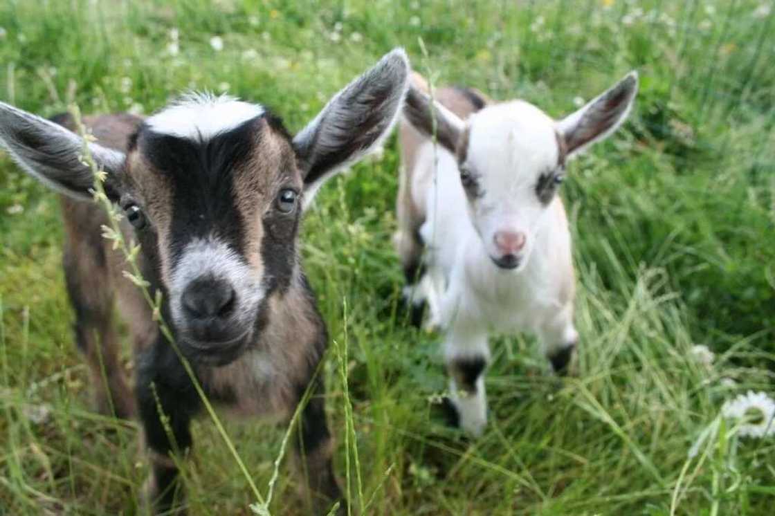 Prospect of livestock farming in Nigeria: goat farming Prospect of livestock farming in Nigeria: goat farming