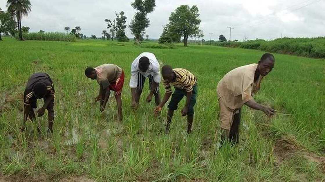 Ondo farmers