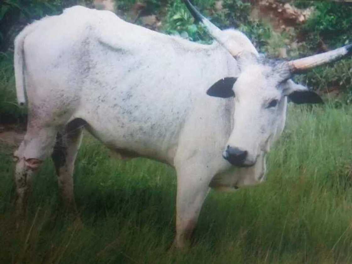 Hotuna: An sake kai hari a Mambila