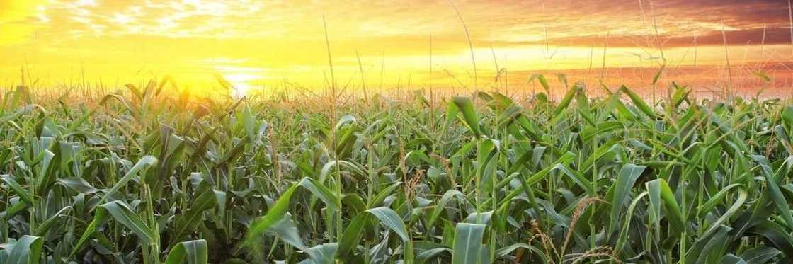 Commercial agriculture Commercial agriculture