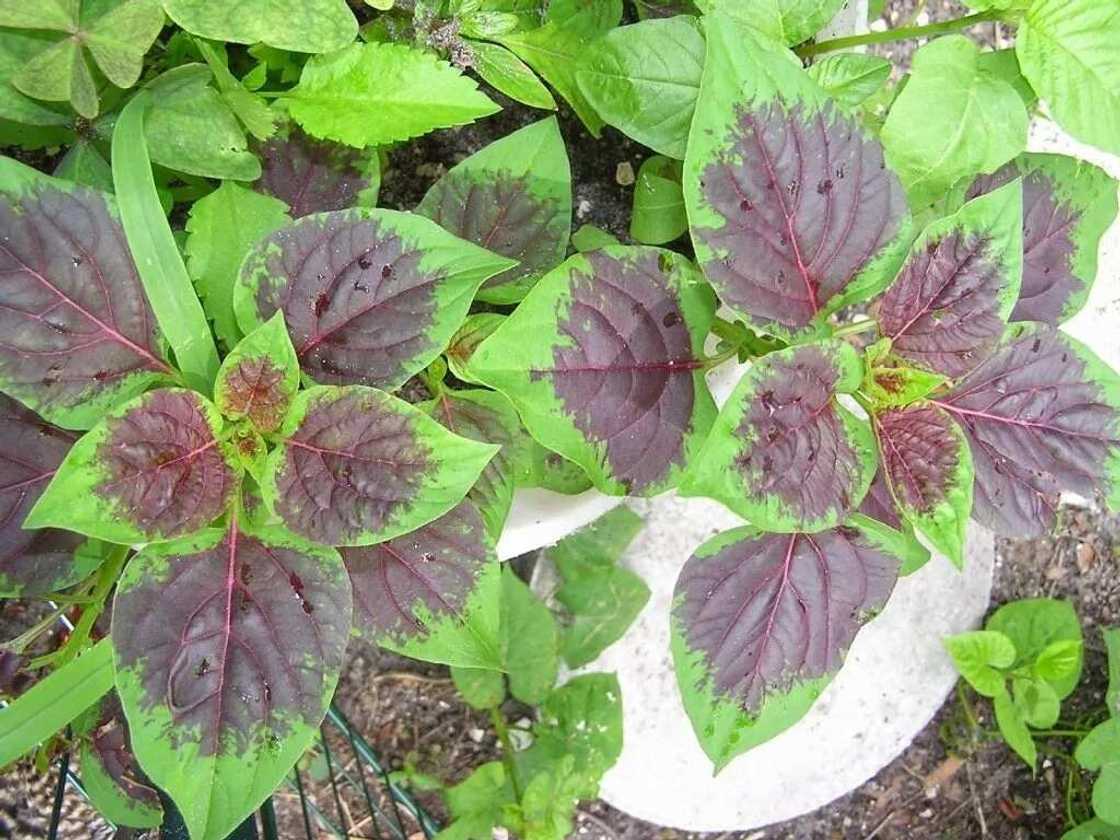 Health benefits of scent leaf Health benefits of scent leaf