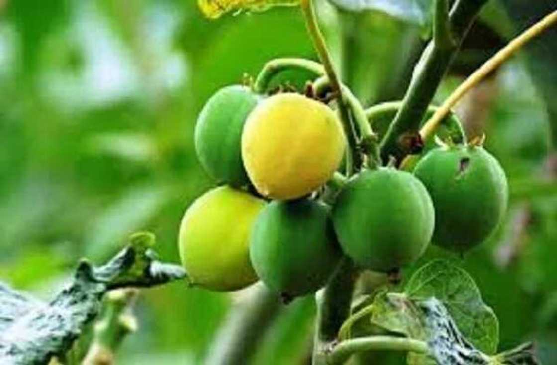 Man Kadanya: Gwamnatin Tarayya ta sanya hannu kan yarjejeniyar dala biliyan 3 da wani kamfani daga Malaysia Man Kadanya: Gwamnatin Tarayya ta sanya hannu kan yarjejeniyar dala biliyan 3 da wani kamfani daga Malaysia