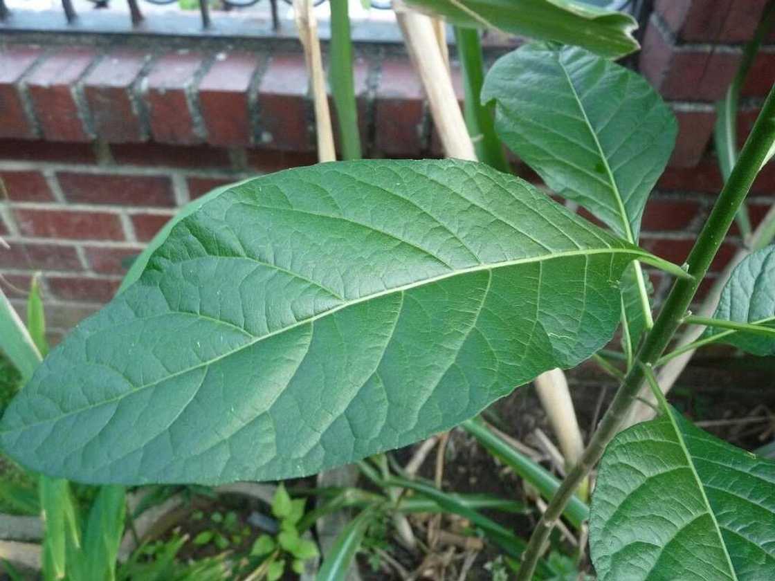 bitter leaf on the liver bitter leaf on the liver