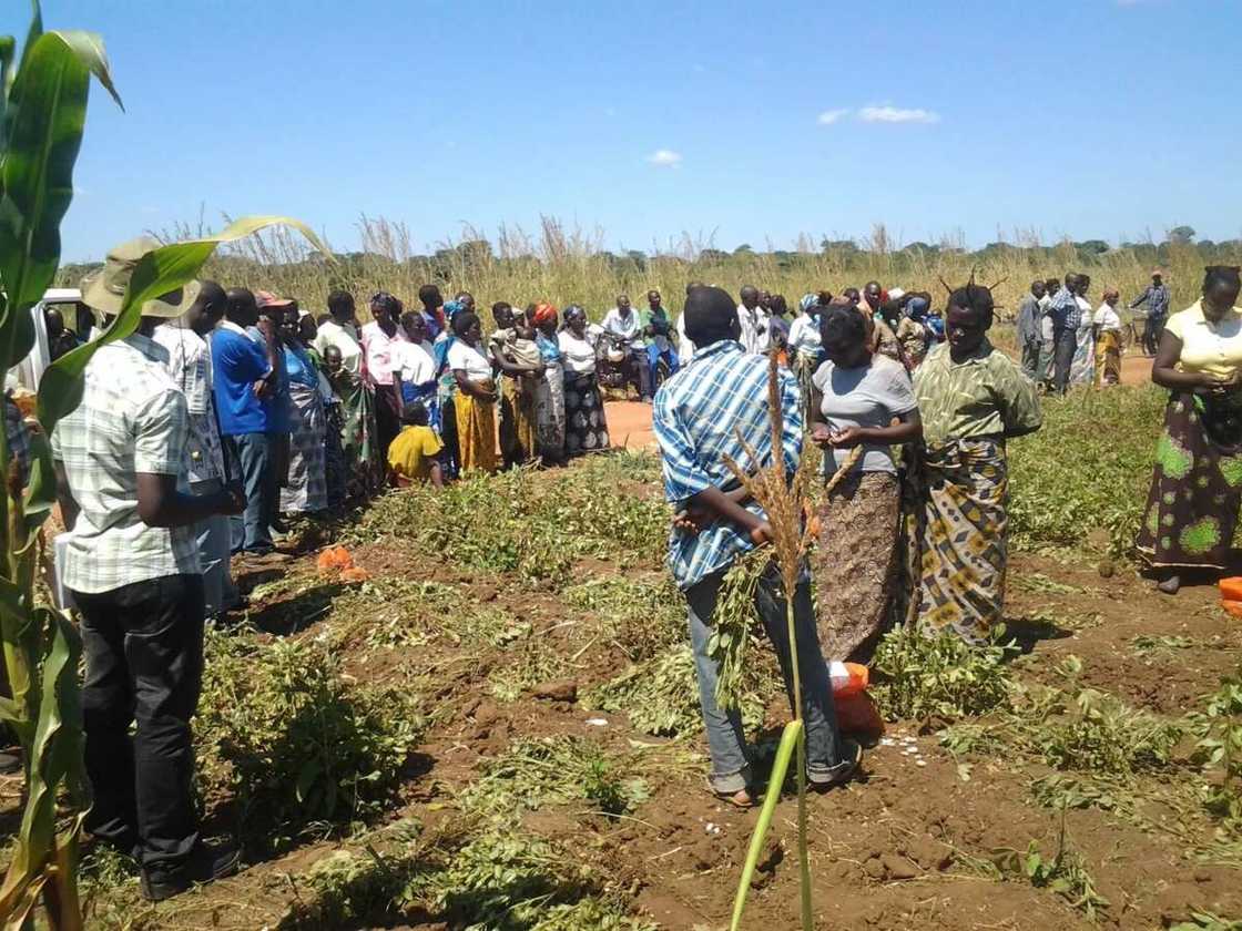 Dry season farming in Nigeria Dry season farming in Nigeria