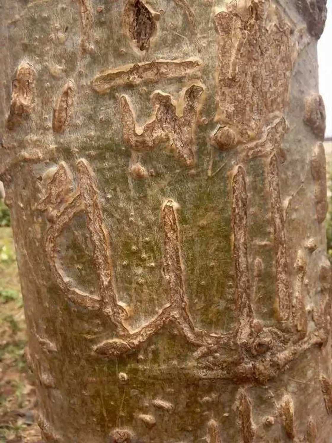 Cikin Hotuna: Rubutun 'Allahu Akbar' ya bayyana jikin wata itaciya a jihar Legas Cikin Hotuna: Rubutun 'Allahu Akbar' ya bayyana jikin wata itaciya a jihar Legas