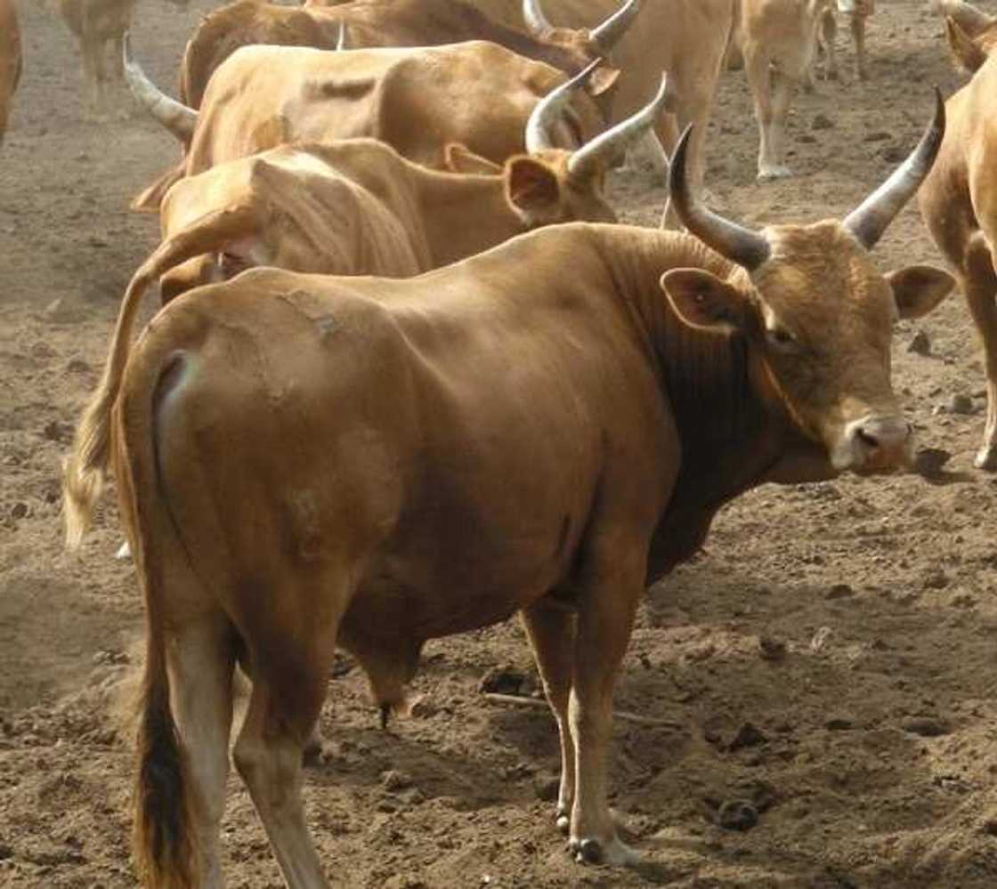 A well-fed cow A well-fed cow