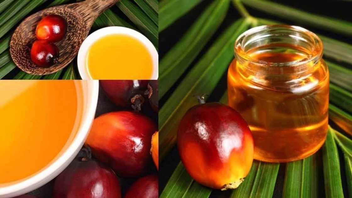 Palm kernel oil uses for skin and hair Palm kernel oil uses for skin and hair