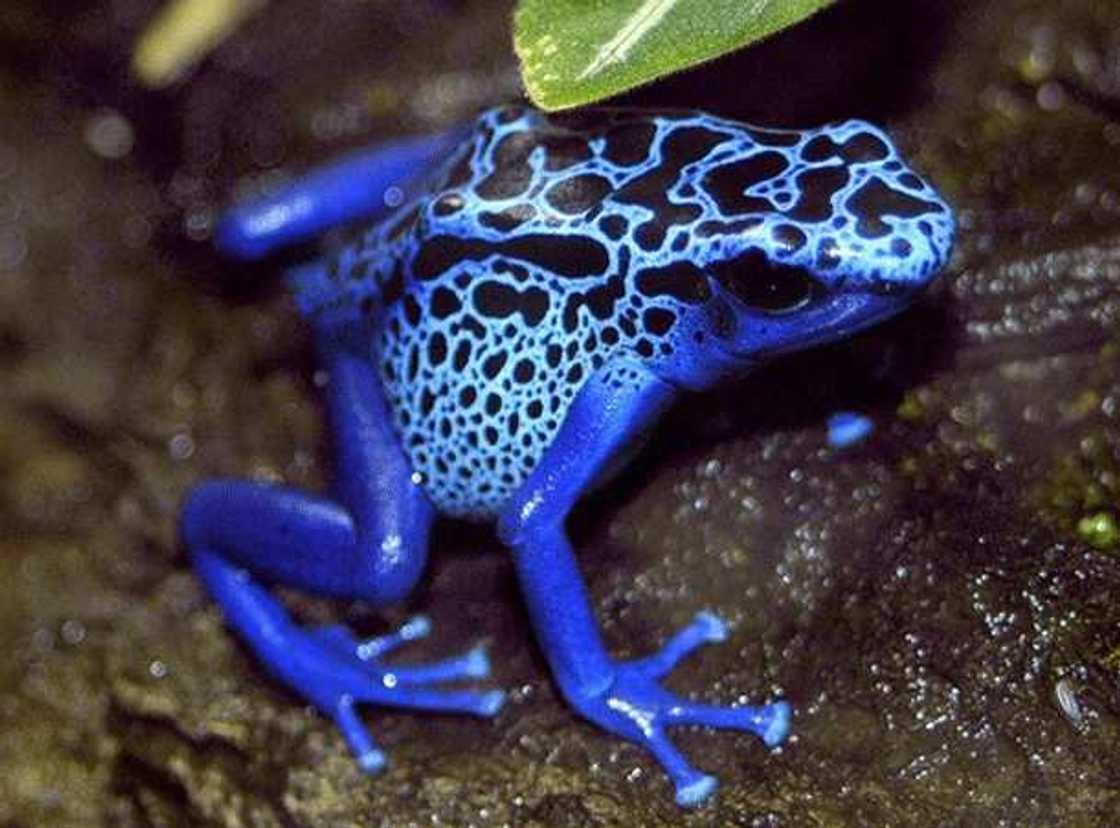 Poison Dart Frog