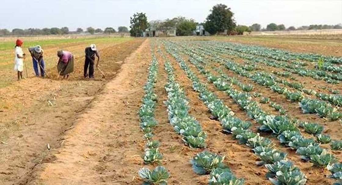 Commercial farming does very little for the labour force