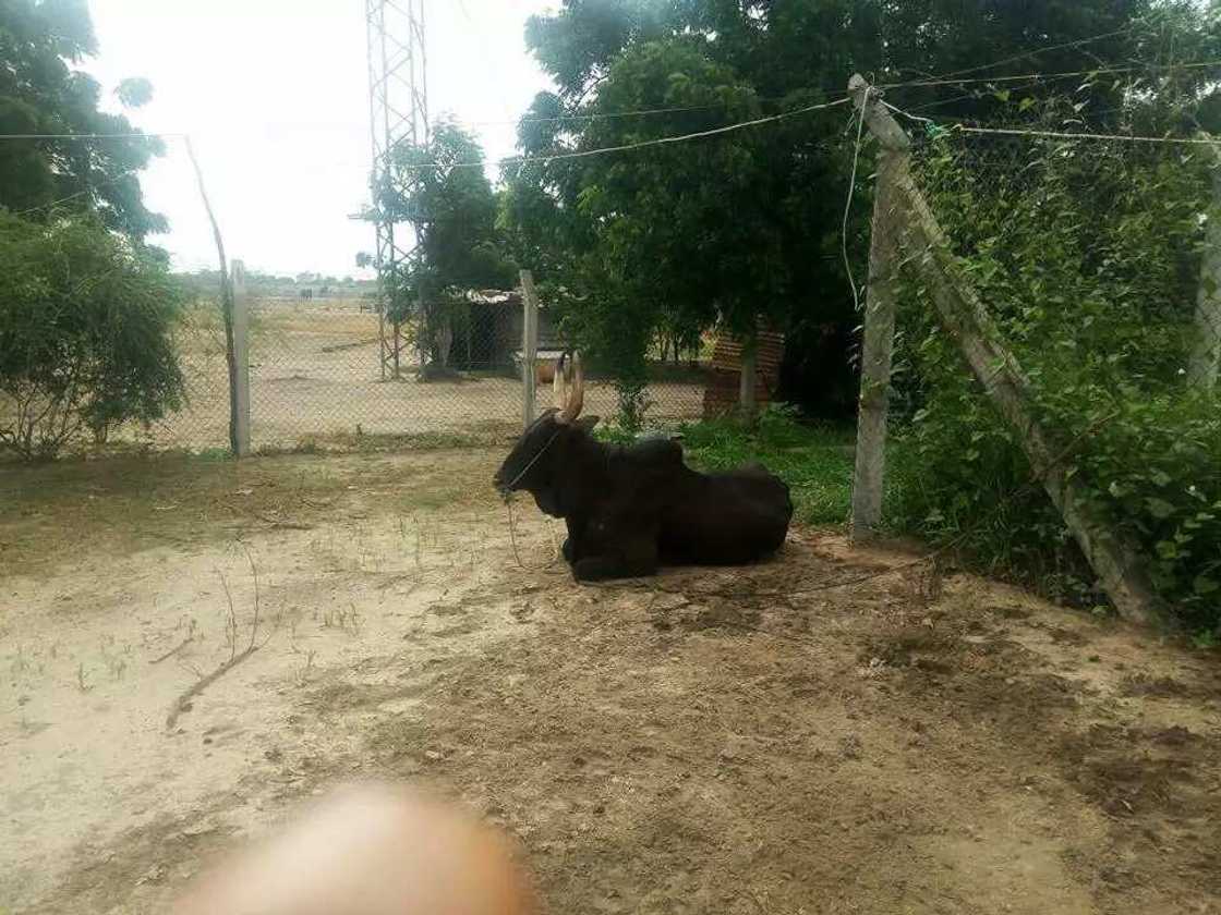 Army ambushes Boko Haram terrorists, 10 killed (photos) Army ambushes Boko Haram terrorists, 10 killed (photos)