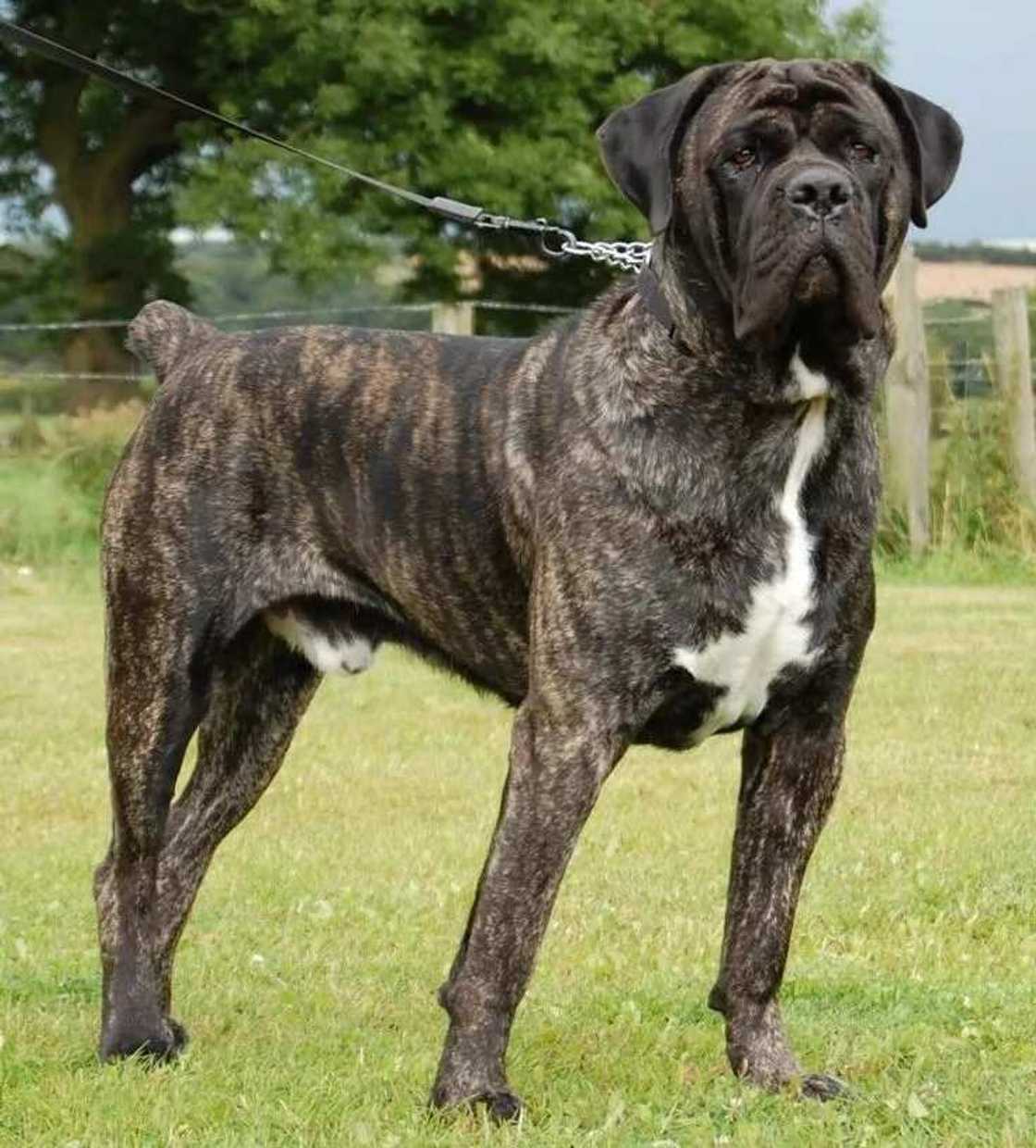 The English Mastiff