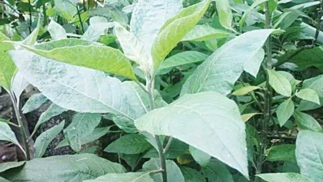 Ewuro (Bitter Leaf) Ewuro (Bitter Leaf)