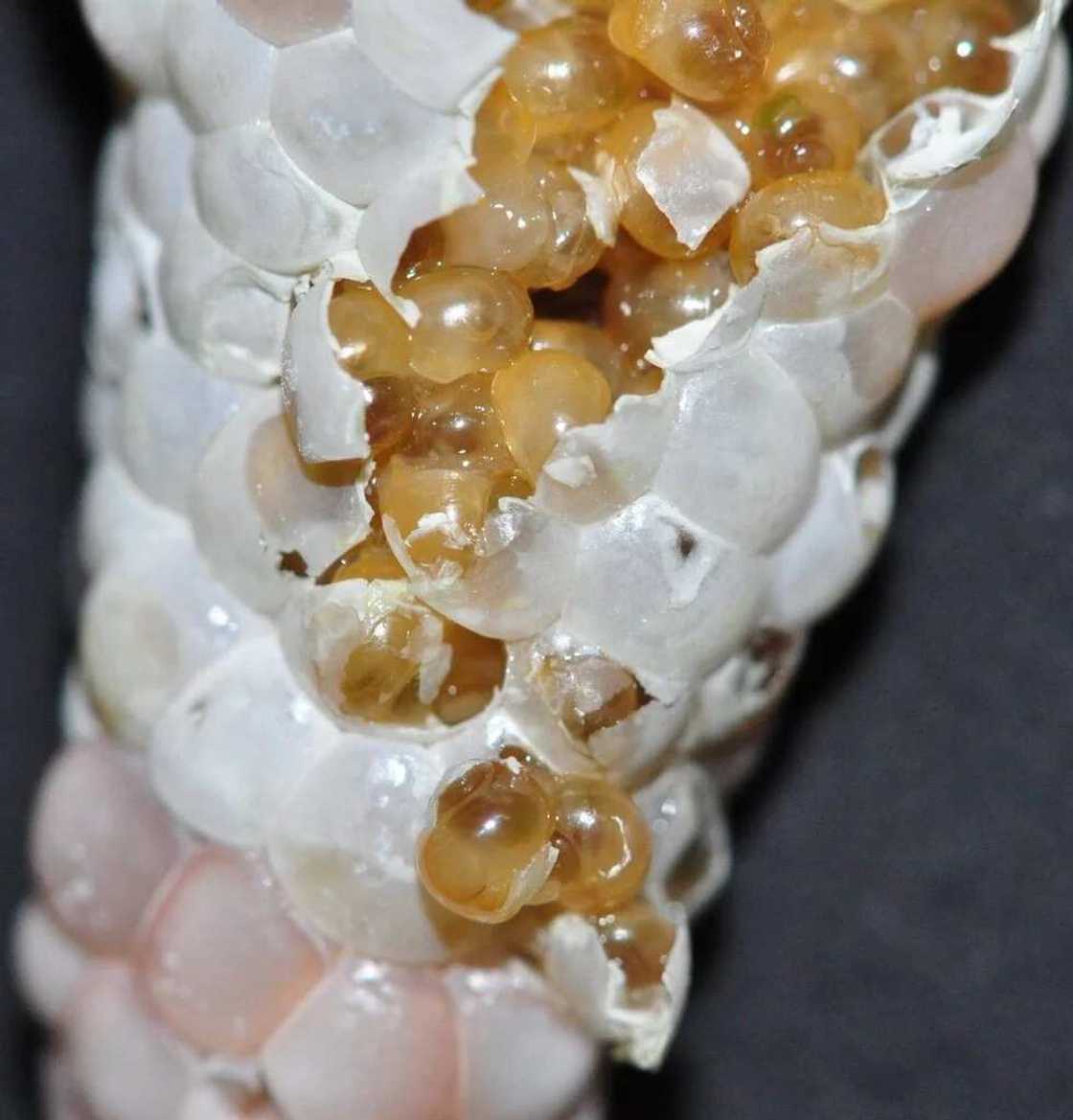 aquatic snails hatching aquatic snails hatching