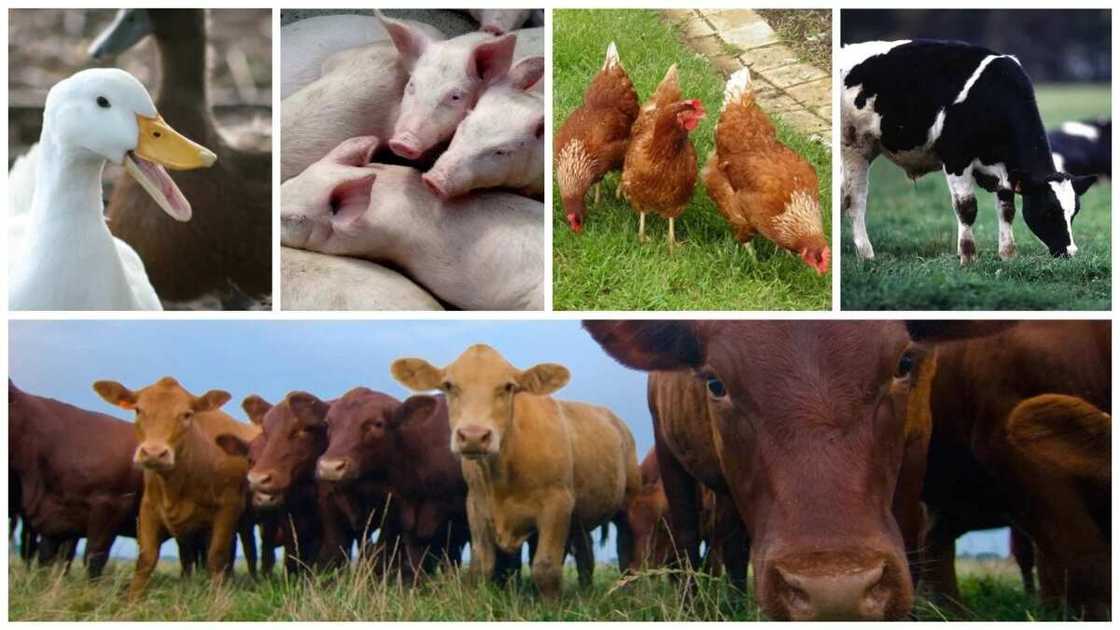 Prospect of livestock farming in Nigeria Prospect of livestock farming in Nigeria
