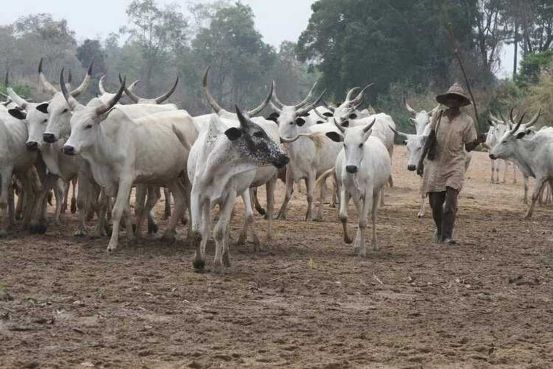 Masha Allah: Buhari ya bullo da hanyoyi 6 na kawo karshen kashe kashe tsakanin Manoma da Makiyaya Masha Allah: Buhari ya bullo da hanyoyi 6 na kawo karshen kashe kashe tsakanin Manoma da Makiyaya