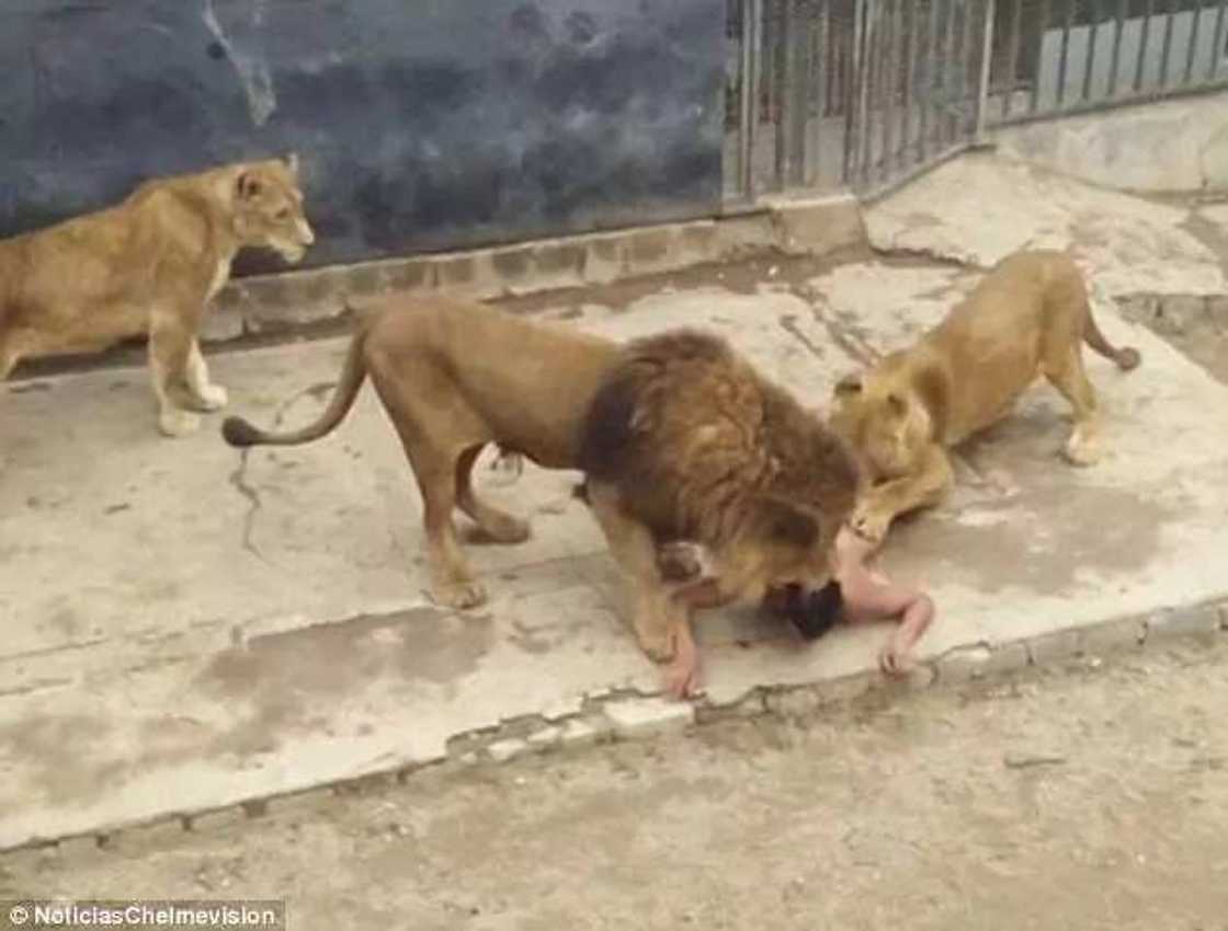 Man survives after jumping into lions' den to commit suicide Man survives after jumping into lions' den to commit suicide