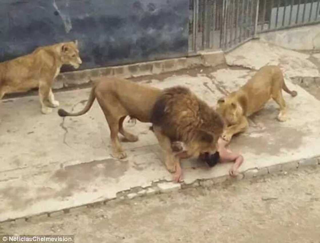 Man survives after jumping into lions' den to commit suicide