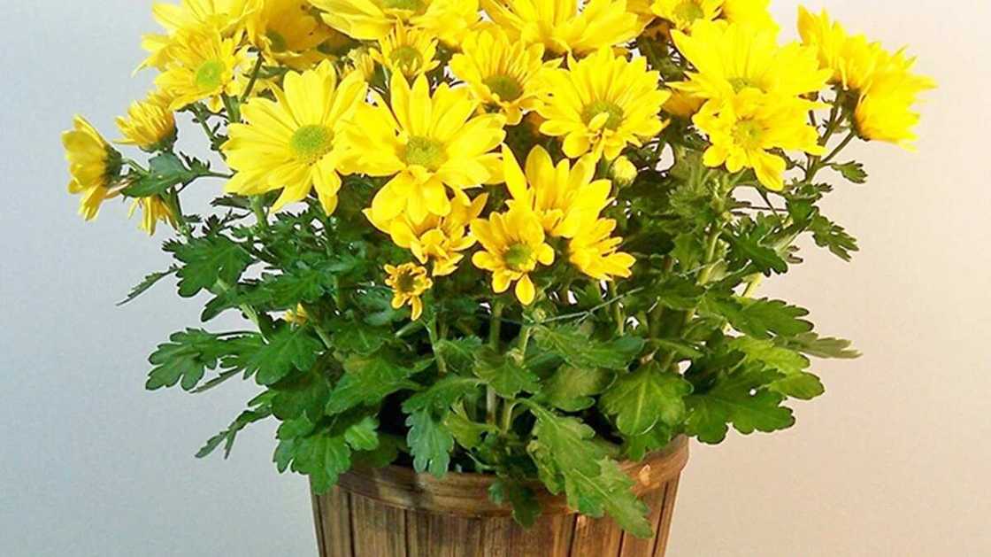 Kiwon Lafiya: Shukoki da zaku iya sanya wa a daka, masu gyara iska Kiwon Lafiya: Shukoki da zaku iya sanya wa a daka, masu gyara iska