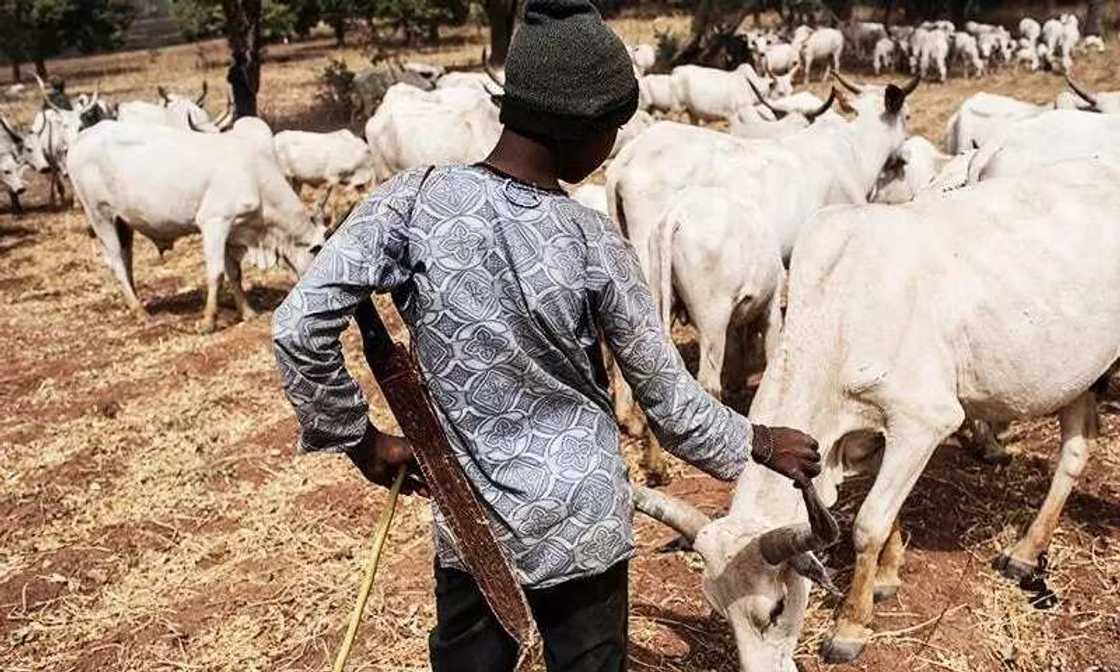 Bafillace ya kashe abokinsa da suke kiwo tare a kan N2,000 Bafillace ya kashe abokinsa da suke kiwo tare a kan N2,000